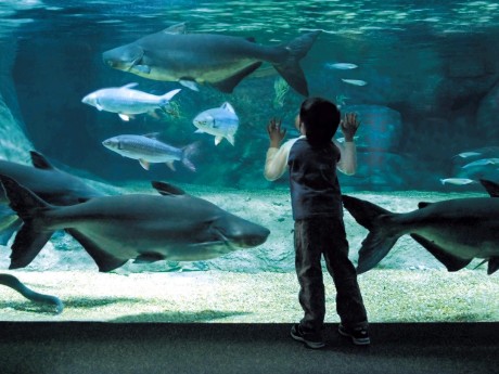世界淡水魚園水族館 アクア トト ぎふ かかみがはらさんぽ 各務原市観光情報